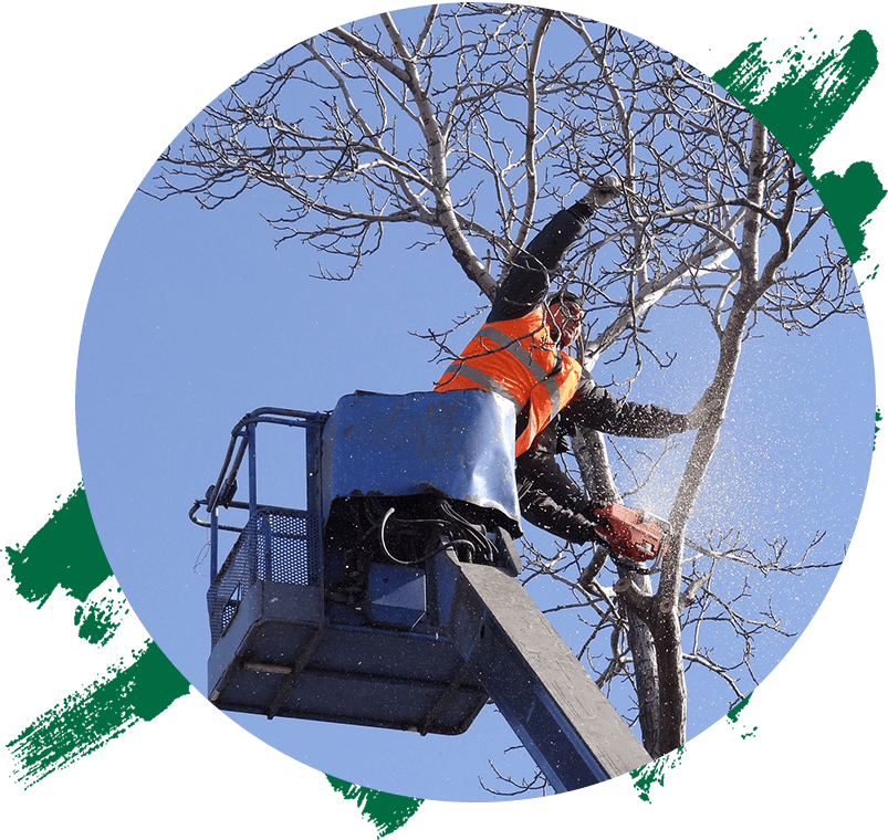 Man Cutting Tree With Chainsaw at the Height