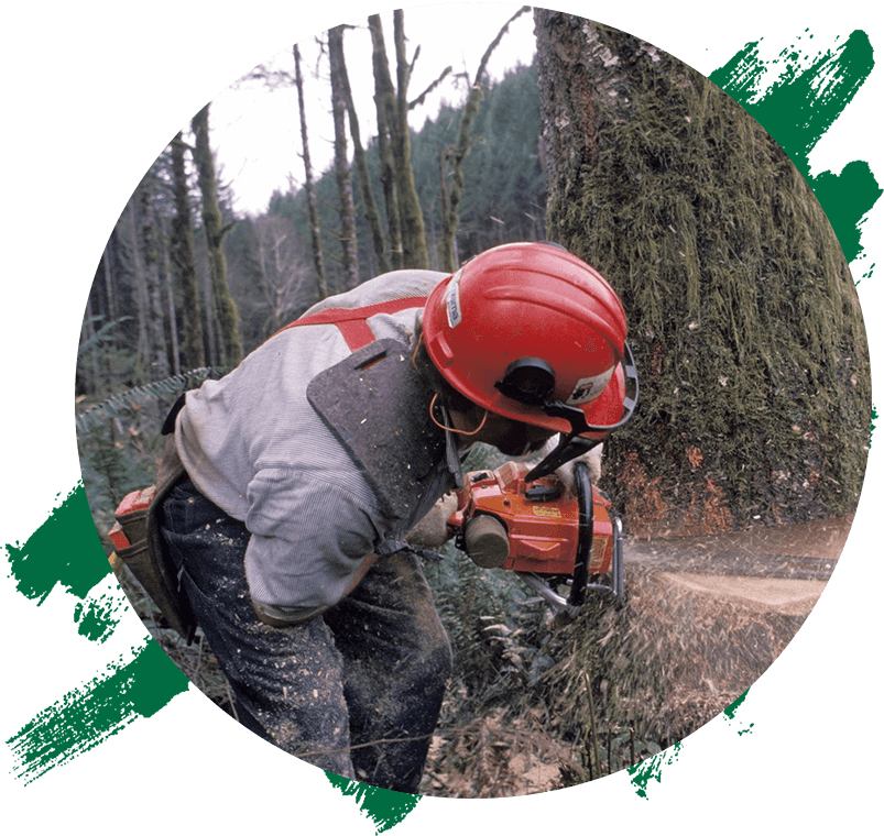 A Forestry Worker Cutting Down a Tree With a Chainsaw